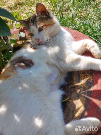 Кошка в любящую семью