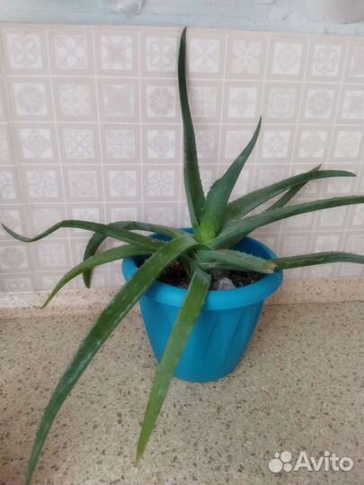 Алоэ вера, возраст 3 года