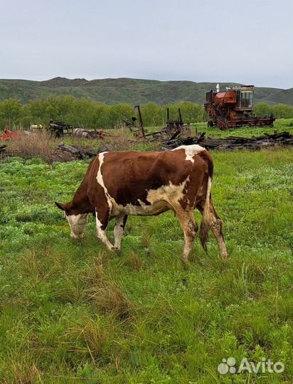 Коровы и бык