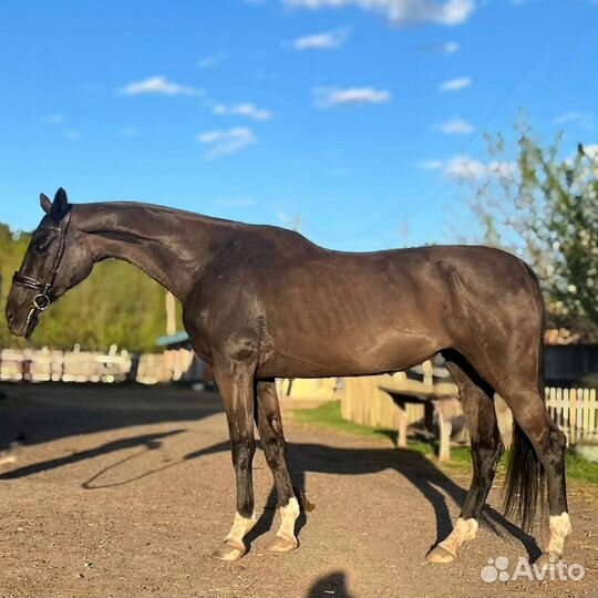 Лошадь русская верховая
