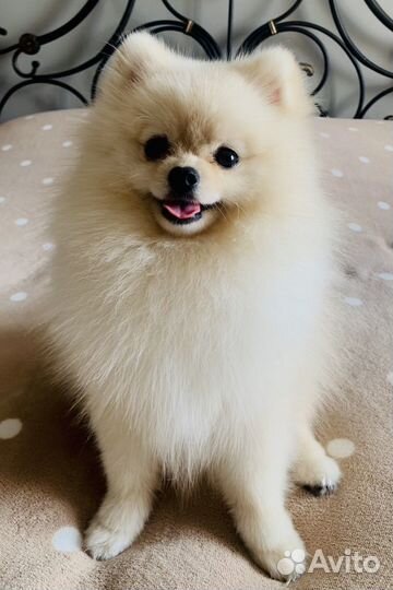 Померанский шпиц вязка