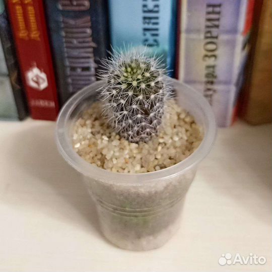 Кактус ребуция