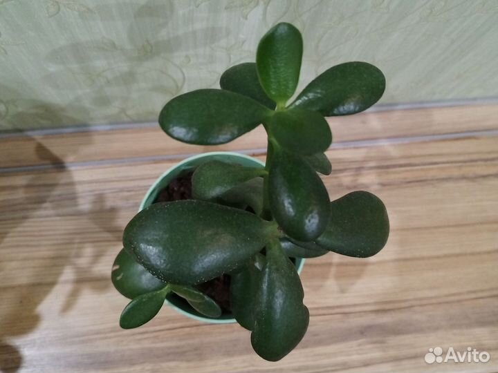 Толстянка (денежное дерево)