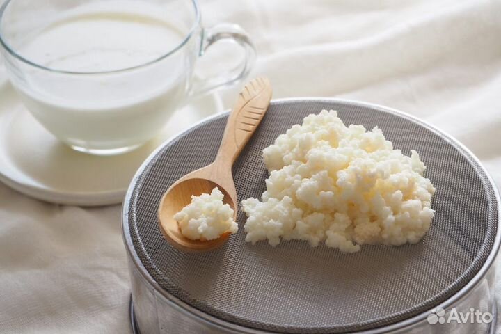 Молочный гриб