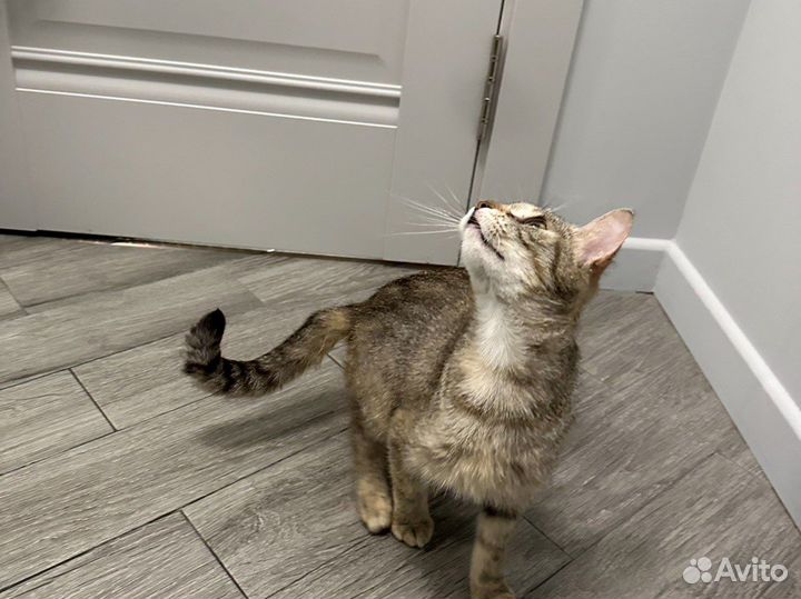 Кошка Шпротинка в добрые руки