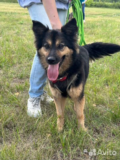 Собака из приюта