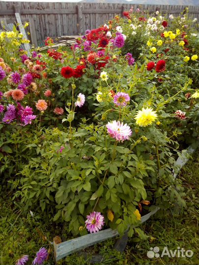 Георгины клубни