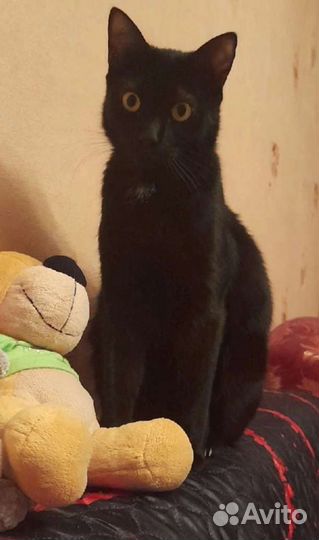 Котик в добрые руки