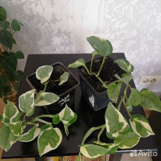 Эпипремнум энджой