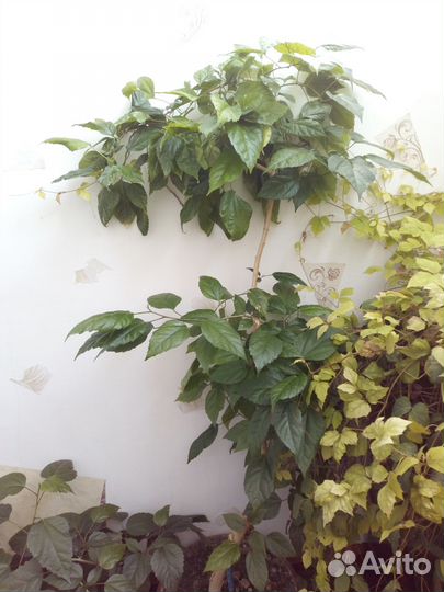 Цветы домашние в горшках - китайская роза (гибиску