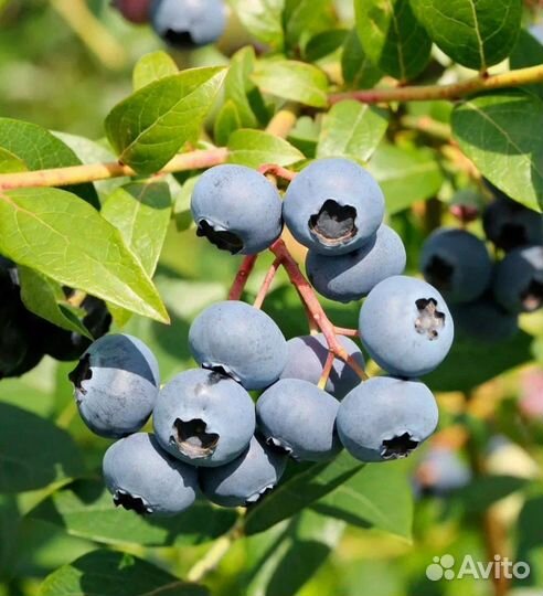 Саженцы голубики