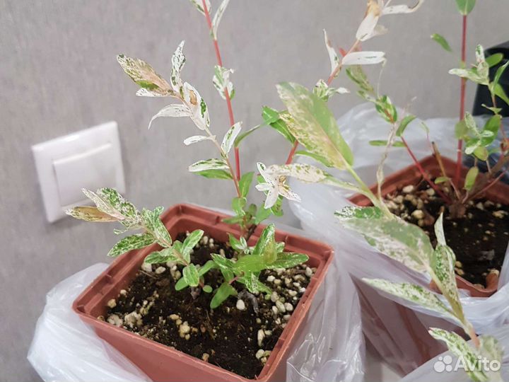 Ива Хакуро Нишики,Барбарисы,Спирея грифшеймлапчатк