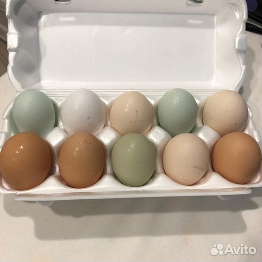 Яйцо инкубационное