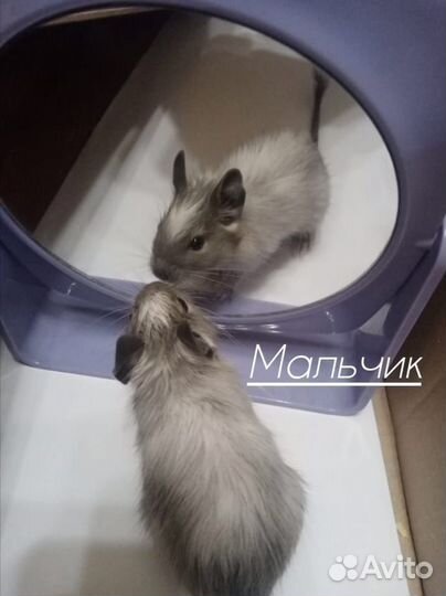 Белки дегу