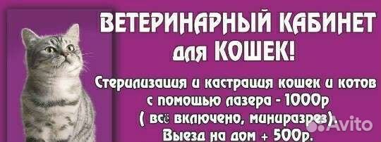 Кастрация, стерилизация, ветврач на дом, ветпомощь