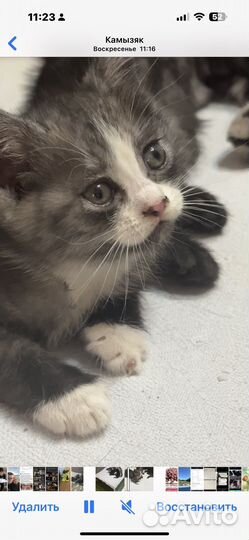 Шотландская кошка в добрые руки