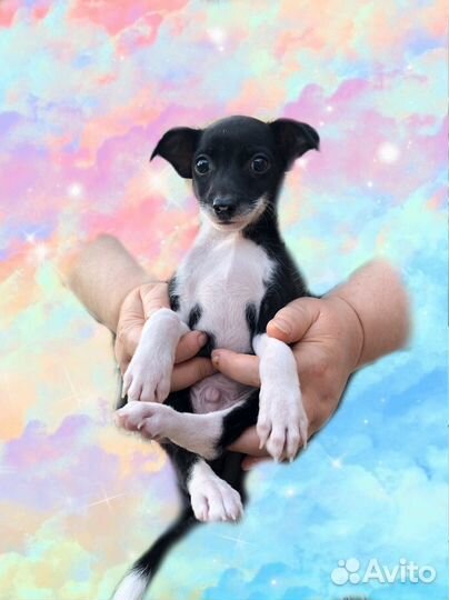 Собака улыбака )