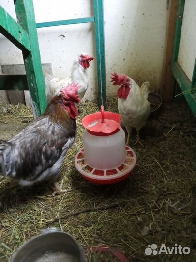 Продам молодых петушков