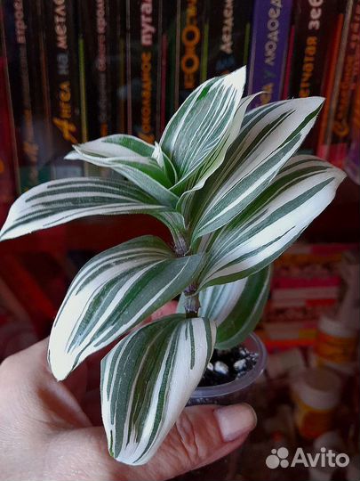 Традесканции,бугенвиллия,шефлера