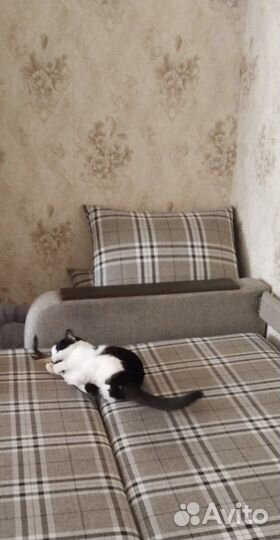 Кот в добрые руки