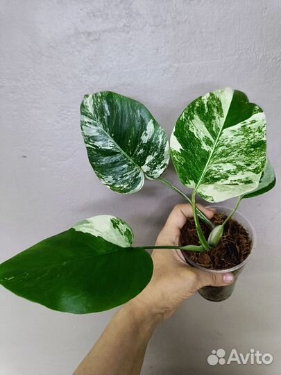 Монстера вариегатная Альба