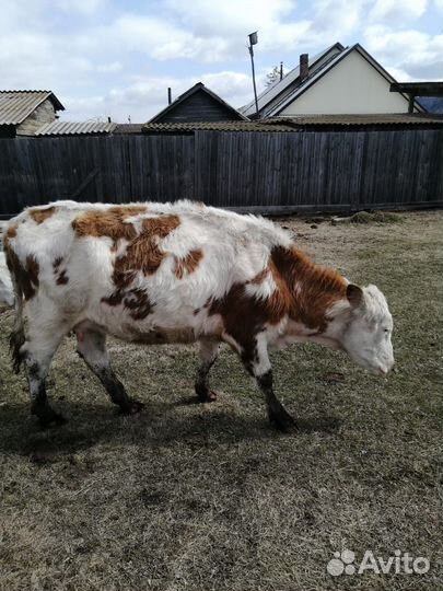 Продам коров, телят, быков