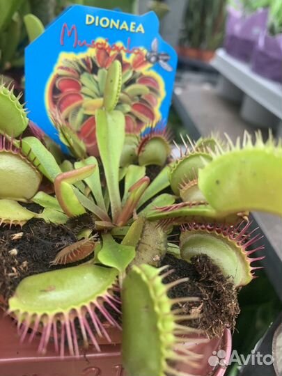 Венерина мухоловка, дионея