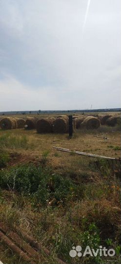 Продам сено в рулонах