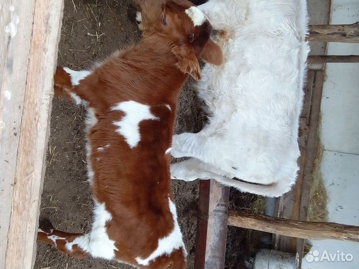 Бычки подсосные и тёлка