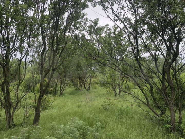 Участок 6 сот. (ИЖС)