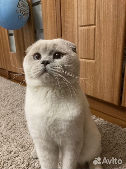 Шотландский вислоухий кот вязка