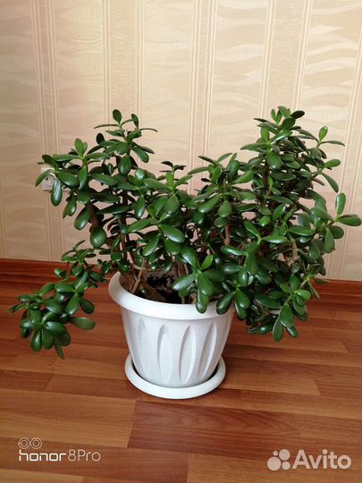 Тостянка (живое дерево)