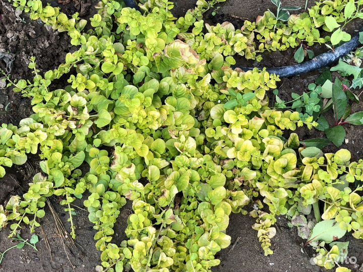 Вербейник монетчатый Голдилокс