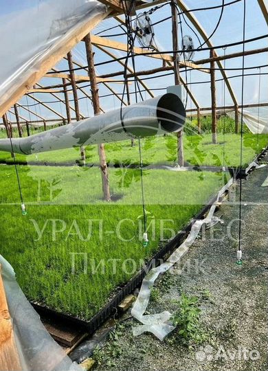 Предзаказ Горная сосна Мугус зкс сеянцы