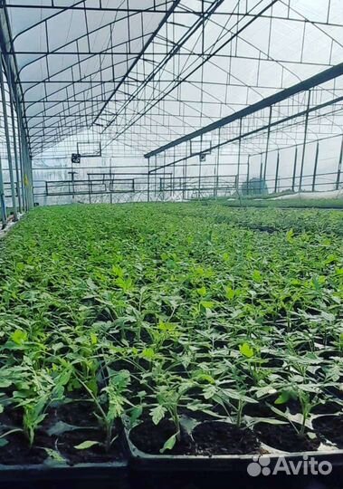 Рассада томатов