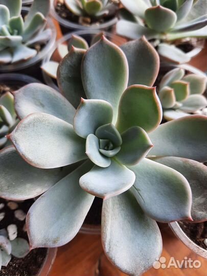 Echeveria Pretty in pink
