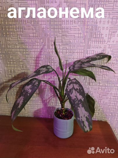 Комнатные цветы