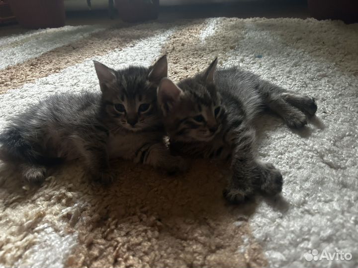 Отдам котенка