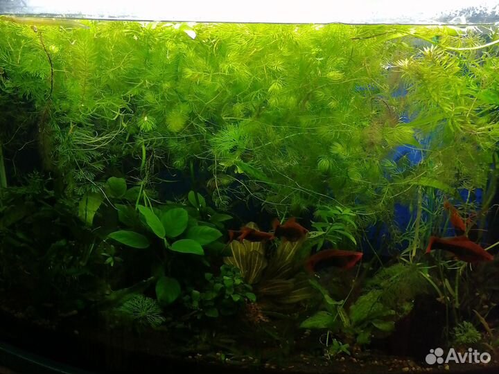 Аквариумные удобрения, средства против водорослей