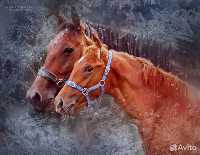 Конский навоз