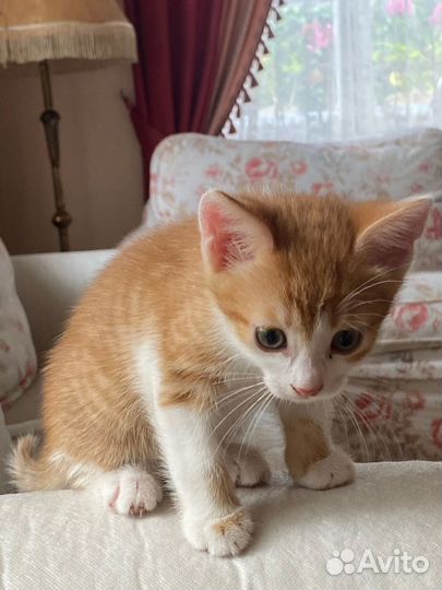 Котенок в добрые руки