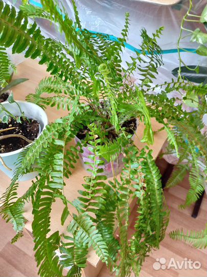 Папоротник нефролепис