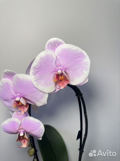 Орхидея фаленопсис