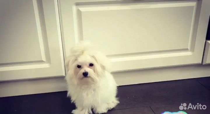 Мальтезе кобель для вязки