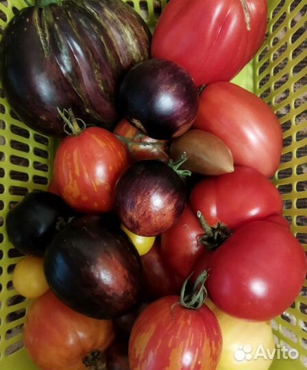 Семена томатов редкие сорта