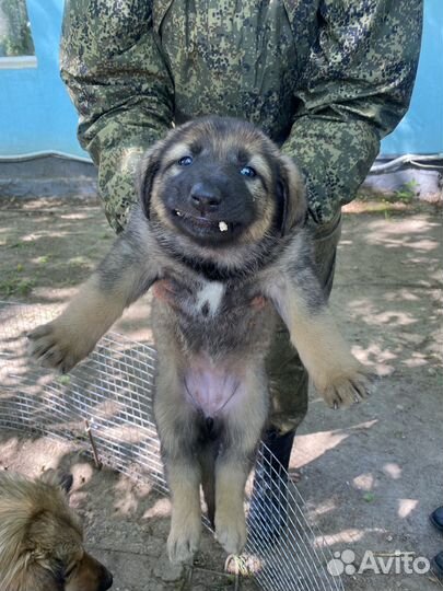 Отдам в добрые руки