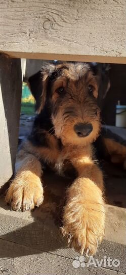 Щенки эрдельтерьера