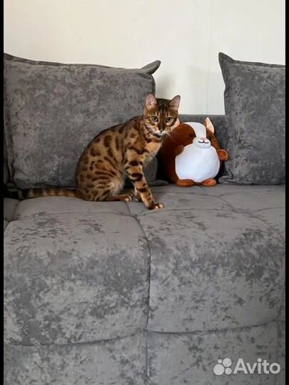 Бенгальский кот