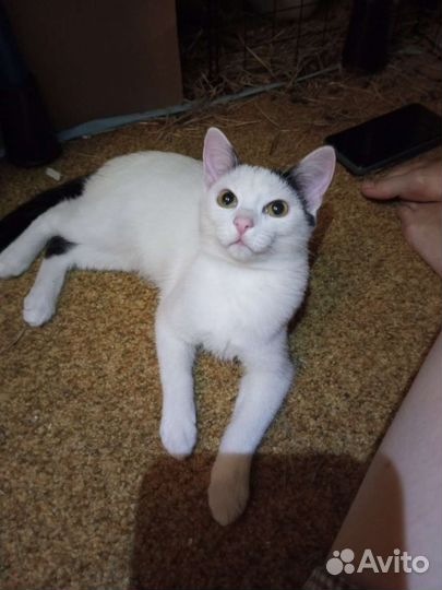 Молодой котик