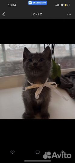 Котята в добрые руки